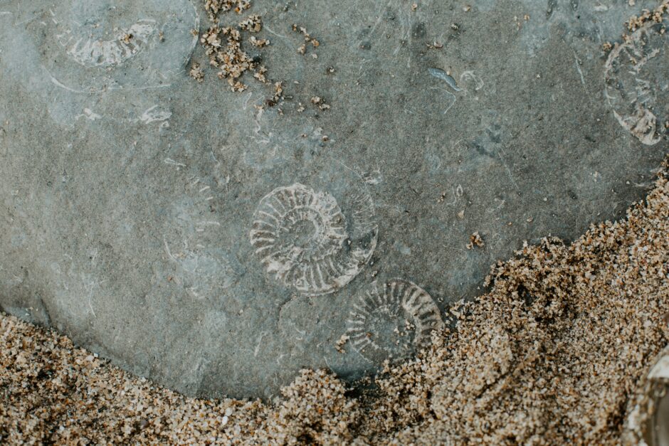 Ammonites at Lyme Regis