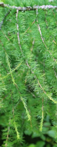 Fir tree