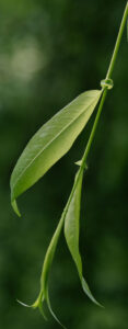 Willow leaves