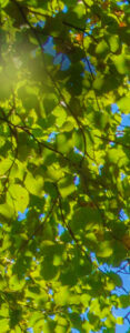 Summer leaves