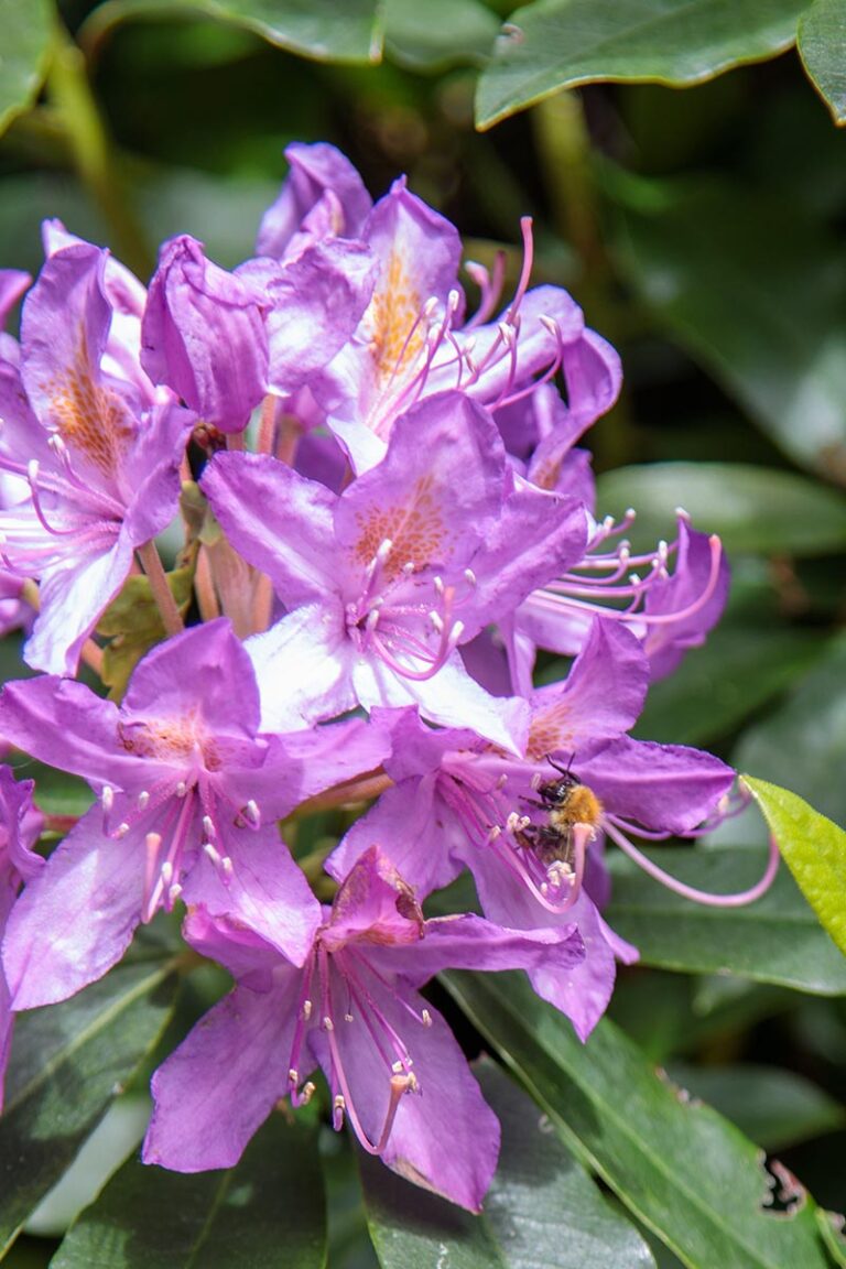 Gallery Alpine Grove